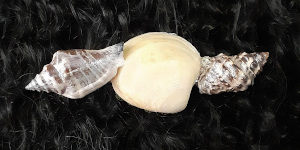 3 Inch Shell Barrette