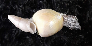 3 Inch Shell Barrette
