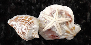 3 Inch Shell Barrette