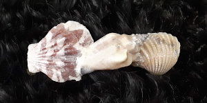 3 Inch Shell Barrette