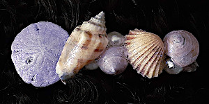 3 Inch Shell Barrette