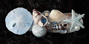 3 Inch Shell Barrette