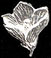 Sterling Lily Stud Earring