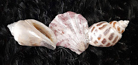 3-Inch Shell Barrettes